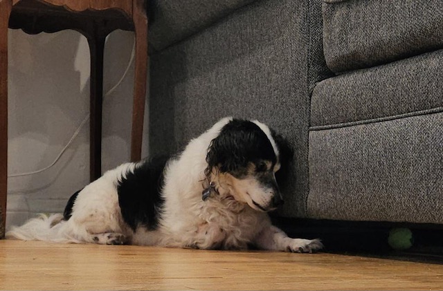 Under the Couch